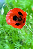 PAPAVER COMMUTATUM, POPPY