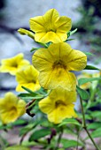 PETUNIA CALLIE YELLOW