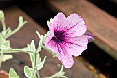 PETUNIA SURFINA PINK ICE