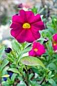 PETUNIA X CALIBRACHOA NEON ROSE