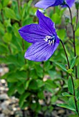 PLATYCODON GRANDIFLORUS APOYAMA, BALLON FLOWER