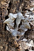 LAOTHOE POPULI, POPLAR HAWK MOTH