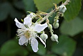 RUBUS FRUTICOSUS, BLACKBERRY, BRAMBLE