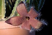 STAPELIA GRANDIFLORA, CARRION FLOWER