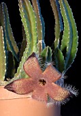 STAPELIA GRANDIFLORA, CARRION FLOWER