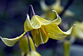 ERYTHRONIUM PAGODA