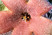 STAPELIA GRANDIFLORA, CARRION FOWER