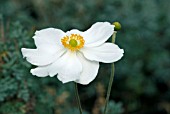 ANEMONE X HYBRIDA HONORINE JOBERT, JAPANESE ANEMONE