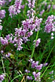 CALLUNA VULGARIS