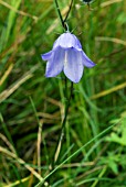 CAMPANULA ROTUNDIFOLIA, HAREBELL, SCOTTISH BLUEBELL