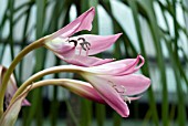 CRINUM X POWELLII