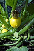 CURCURBITA PEPO, COURGETTE F1 BALL