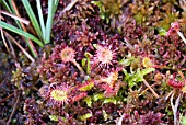 DROSERA ROTUNDIFOLIA, (ROUND LEAVED SUNDEW)