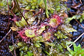 DROSERA ROTUNDIFOLIA, (ROUND LEAVED SUNDEW)