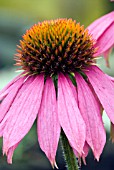 ECHINACEA PURPUREA KIMS KNEE HIGH, CONEFLOWER