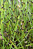 EQUISETUM SCIRPOIDES, HORSETAIL