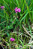 ERICA CINEREA, BELL HEATHER