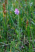 ERICA TETRALIX, CROSS- LEAVED HEATH