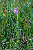 ERICA TETRALIX, CROSS- LEAVED HEATH