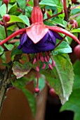 FUCHSIA DOLLAR PRINCESS