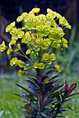 EUPHORBIA REDWING