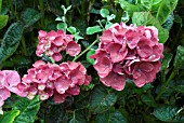 HYDRANGEA MACROPHYLLA MERVEILLE SANGUINE