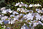 HYDRANGEA SERRATA BLUEBIRD