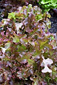 LACTUCA SATIVA; COMMON LETTUCE, GRANADA