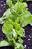 LACTUCA SATIVA, LAKELAND, COMMON LETTUCE