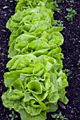 LACTUCA SATIVA, TOM THUMB, COMMON LETTUCE