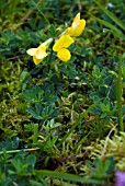 LOTUS CORNICULATUS, COMMON BIRDSFOOT TREFOIL