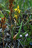 NARTHECIUM OSSIFRAGUM, BOG ASPHODEL