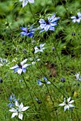 NIGELLA DAMASCENA,OXFORD BLUE