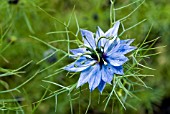 NIGELLA DAMASCENA; OXFORD BLUE