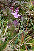 PEDICULARIS SYLVATICA, LOUSEWORT