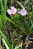 PEDICULARIS SYLVATICA; LOUSEWORT