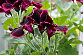 PELARGONIUM MARQUIS OF BUTE