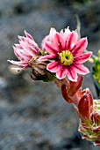 SEMPERVIVUM ARACHNOIDEUM, (COBWEB HOUSELEEK)