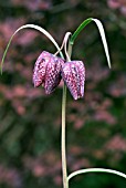 FRITILLARIA MELEAGRIS (SNAKES HEAD FRITILLARY)