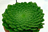 AEONIUM TABULIFORME