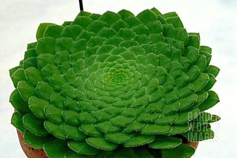 AEONIUM_TABULIFORME