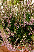 CALLUNA VULGARIS MARLEEN, HEATHER