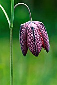 FRITILLARIA MELEAGRIS (SNAKES HEAD FRITILLARY)