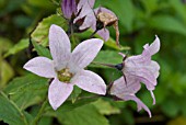 CAMPANULA LACTIFLORA LODDON ANNA