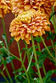 CHRYSANTHEMUM PENINE BULLION