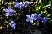 CYANANTHUS MICROPHYLLUS