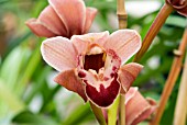 CYMBIDIUM PELLEAS MERAH, ORCHID