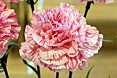 DIANTHUS BOBS HIGHLIGHT, CARNATION