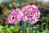 DIANTHUS GRANS FAVOURITE , CARNATION