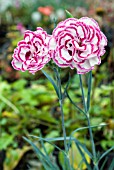 DIANTHUS GRANS FAVOURITE; CARNATION